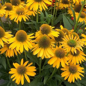 Jeżówka 'KISMET® Yellow'