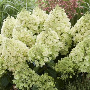 Hortensja bukietowa 'Bee Happy'