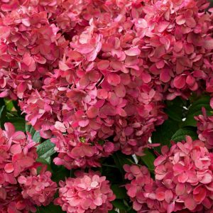 Hortensja bukietowa 'Bonfire'