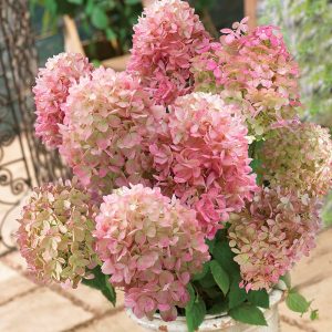 Hortensja bukietowa 'GardenLights® Pinklight'