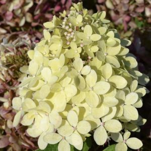 Hortensja bukietowa 'GardenLights® XS-light'