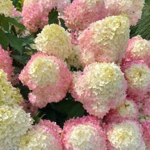 Hortensja bukietowa 'Pixio'