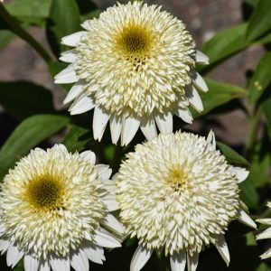 Jeżówka 'CARA MIA™ Sands'