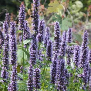 Kłosowiec 'Black Adder'