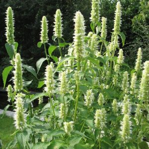 Kłosowiec pomarszczony 'Alabaster'