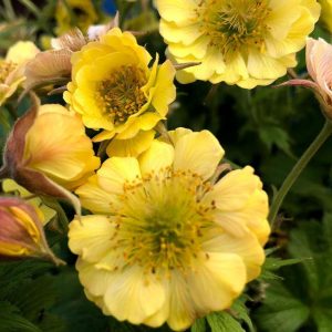 Kuklik 'Tempo Yellow'