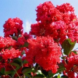 Lagerstroemia 'Petite Red'