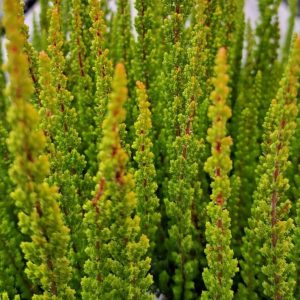 Wrzos 'Lasvegas' Skyline