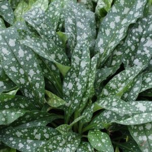 Miodunka 'Trevi Fountain'