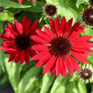 Jeżówka 'Pearl™ Deep Red'