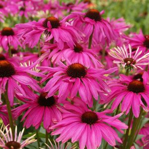 Jeżówka 'Purple Emperor'