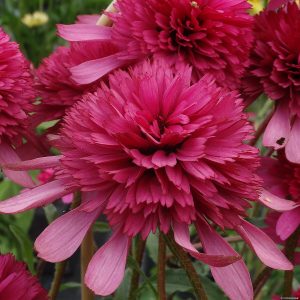 Jeżówka 'Southern Belle'