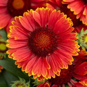 Gaillardia 'SpinTop™ Yellow Touch'