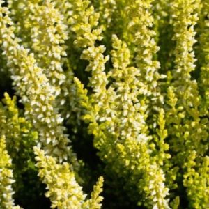 Wrzos 'Antje' - żółty z białym