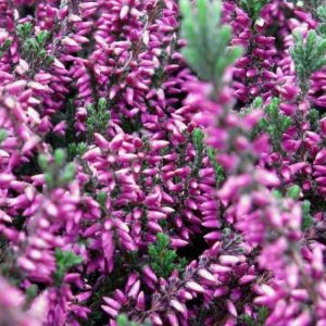 Wrzos 'Lea' - fioletowy