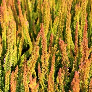 Wrzos 'Pretoria' Skyline