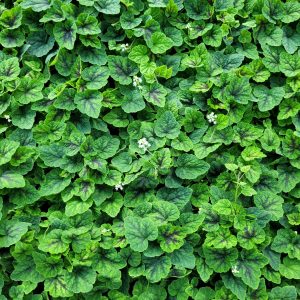 Tiarellla 'Appalachian Trail'