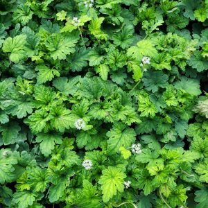 Tiarella 'Oregon Trail'
