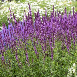 Szałwia Omszona 'Amethyst'