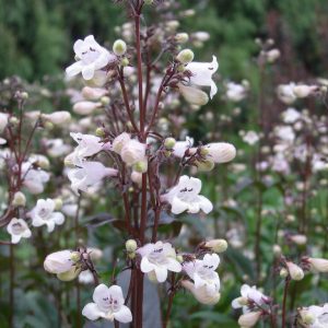 Penstemon 'Husker Red'