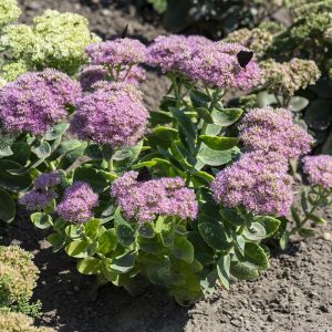 Rozchodnik Okazały 'Brillant'