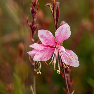 Gaura 'Cherry Brandy'