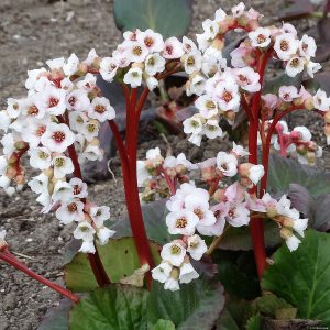 Bergenia 'Jelle'