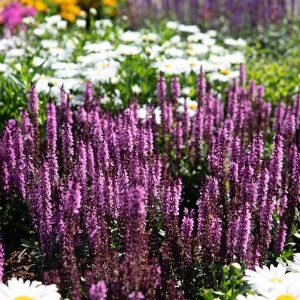 Szałwia Omszona 'Midnight Rose'