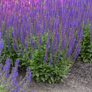 Szałwia Omszona 'Ostfriesland'