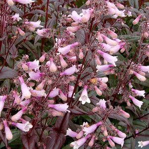Penstemon 'Dark Towers'