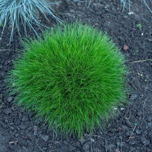 Kostrzewa Gautiera 'Pic Carlit'