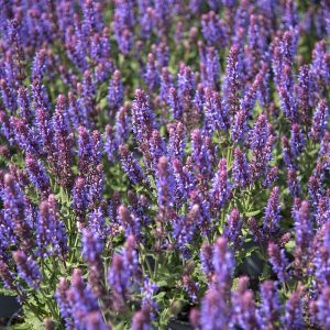 Szałwia Omszona 'Salute Ice Blue'