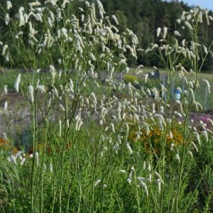 Krwiściąg Delikatny 'Korean Snow'