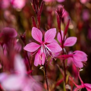 Gaura 'Siskiyou Pink'