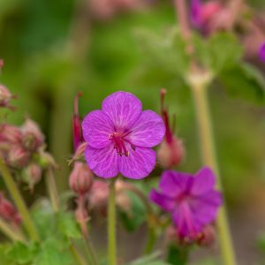 Bodziszek Korzeniasty 'Bevan's Variety' (Geranium macrorrhizum 'Bevan's Variety')1