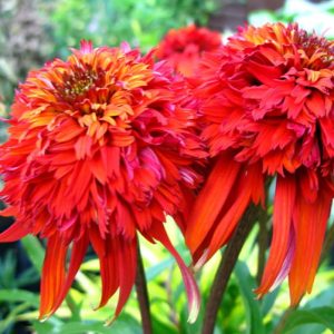 Jeżówka 'Hot Papaya'