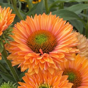 Jeżówka 'Sunseekers Pumpkin Pie'