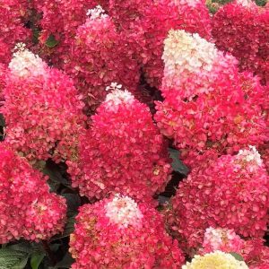 Hortensja Bukietowa 'Living Red Velvet' PBR