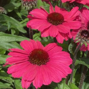 Jeżówka 'Sunseekers Carmine'