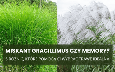Miskant ‘Gracillimus’ czy ‘Memory’? 5 różnic, które pomogą Ci wybrać trawę idealną