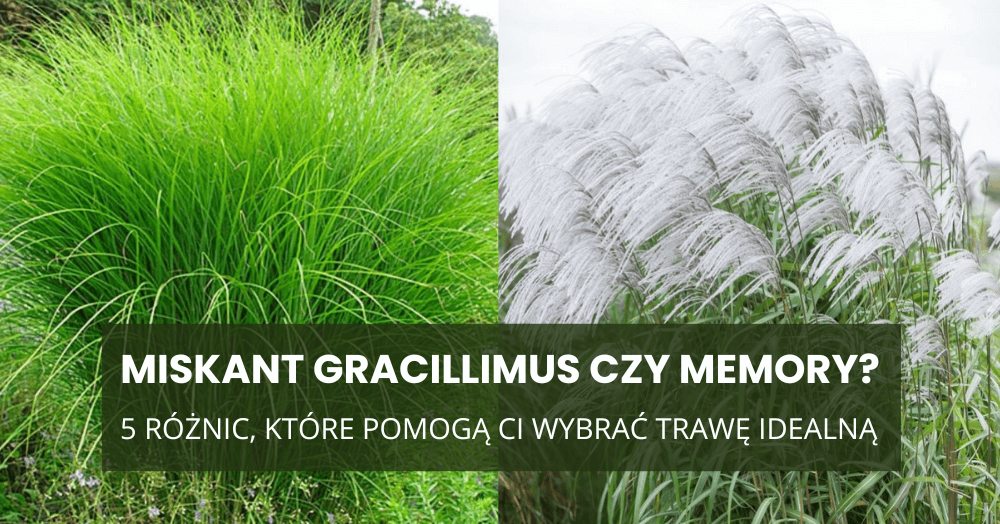 Miskant ‘Gracillimus’ czy ‘Memory’? 5 różnic, które pomogą Ci wybrać trawę idealną