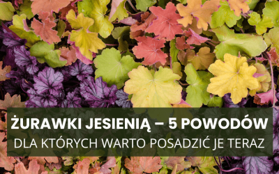Żurawki jesienią – 5 powodów, dla których warto posadzić je teraz