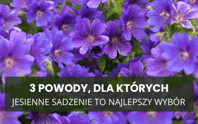 Bodziszek Rozanne i brunnera – 3 powody, dla których jesienne sadzenie to najlepszy wybór