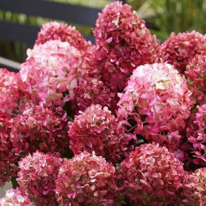 Hortensja Bukietowa 'Living Little Rosy' PBR