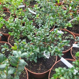 Ostrokrzew Karbowanolistny 'Rotundifolia' (Ilex crenata 'Rotundifolia')1