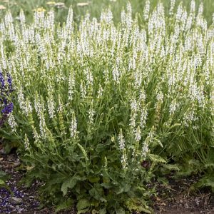 Szałwia Omszona 'Schneehügel'