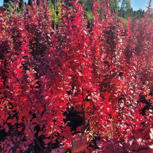 Berberys Thunberga Berberis thunbergii ‘Volcano’1 (2)