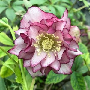 Ciemiernik-Double-Ellen-Picotee