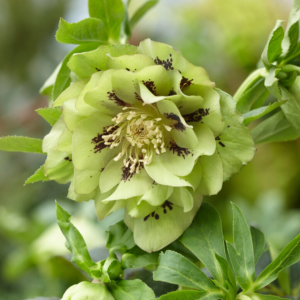 Ciemiernik wschodni Helleborus orientalis ‘Double Ellen Green’
