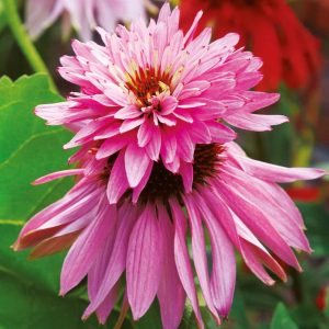 Echinacea p. 'Double-Decker' - jeżówka
